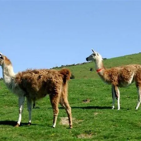 Pour 5 Avec Balcon Exposé Sud à - Fr-1-404-346 * La Mongie